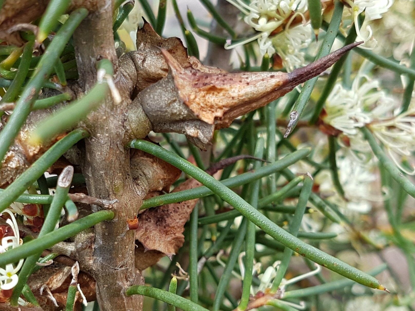 Hakea teretifolia fruit