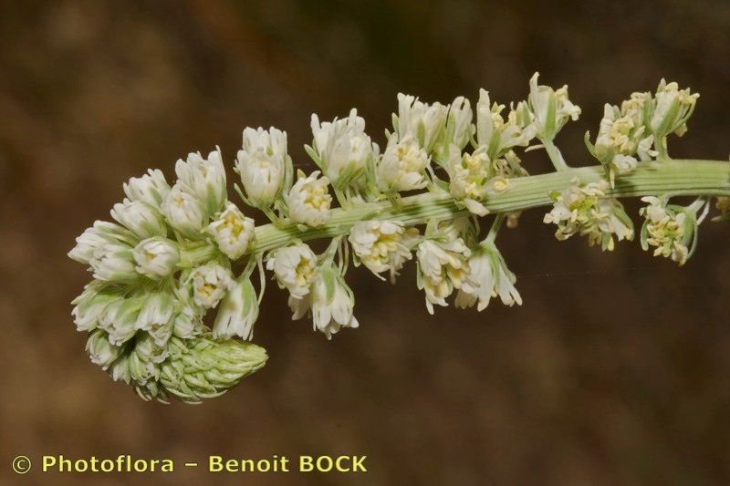 Reseda decursiva other