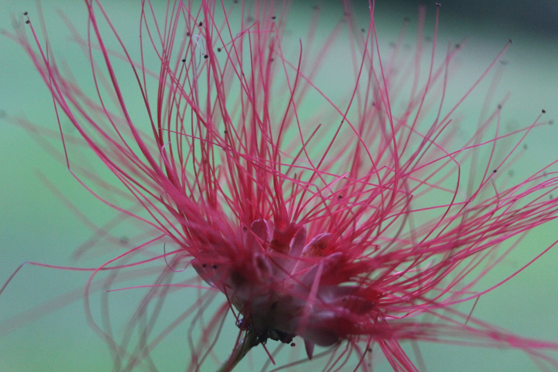 Calliandra rhodocephala flower