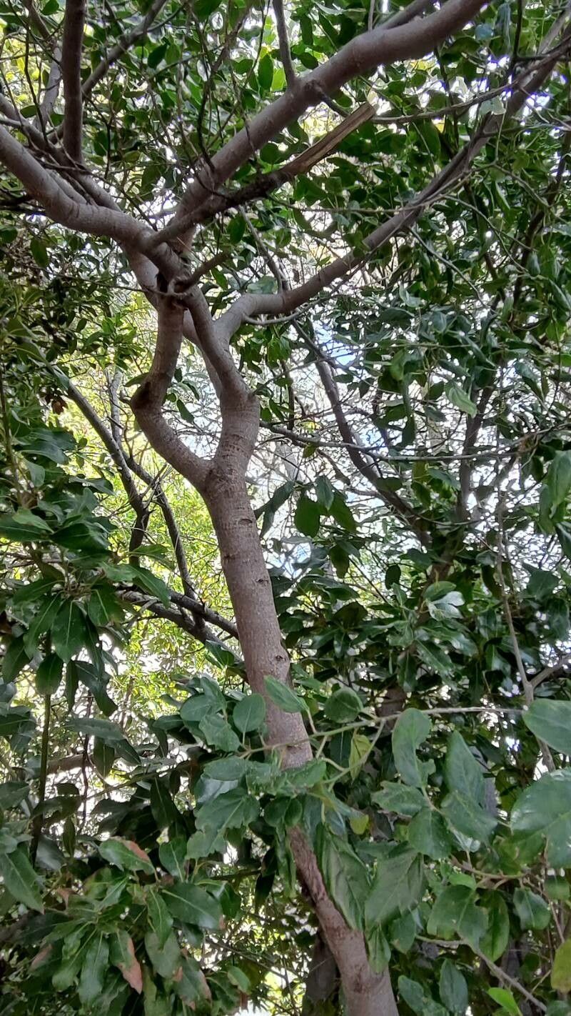 Rhamnus glandulosa habit