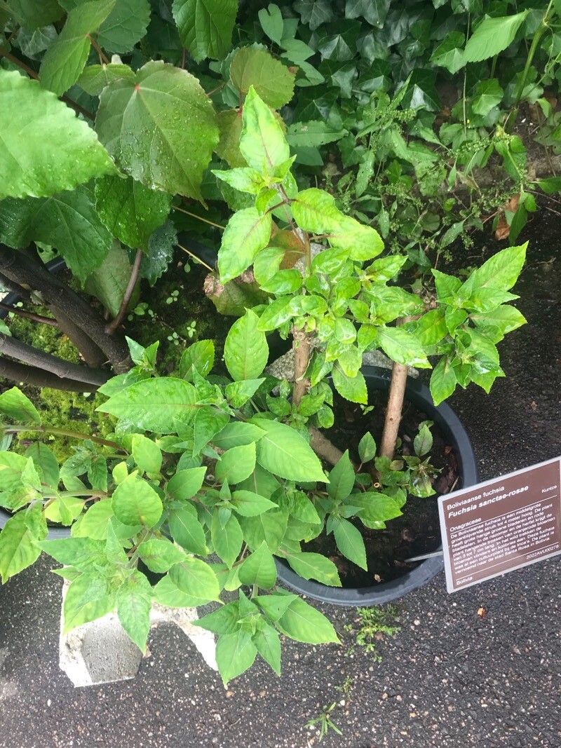 Fuchsia sanctae-rosae — search result for 'Fuchsia'