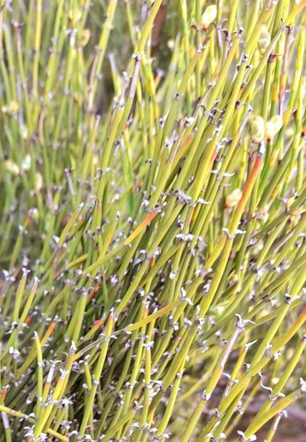 Ephedra triandra — search result for 'Ephedra'