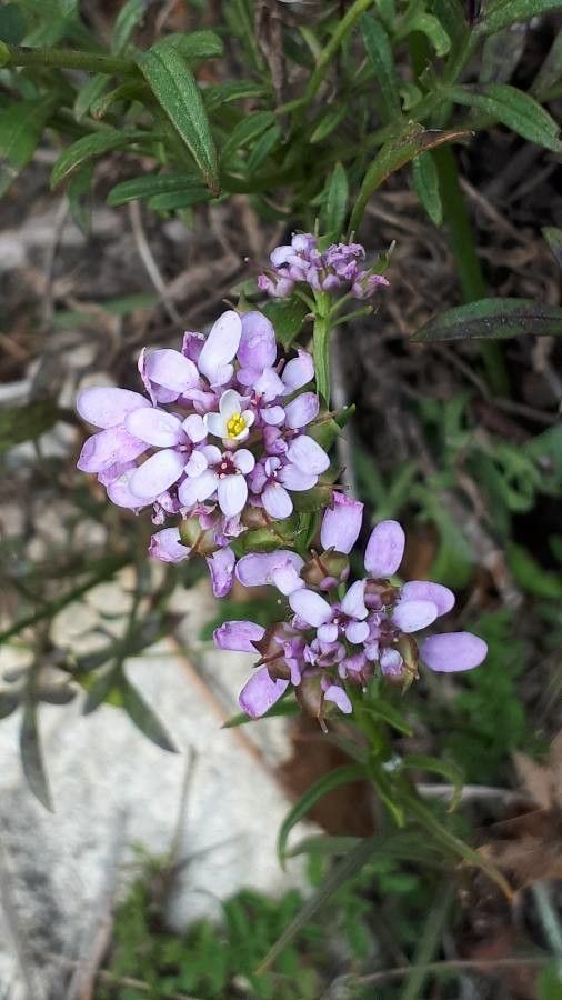 Iberis intermedia flower
