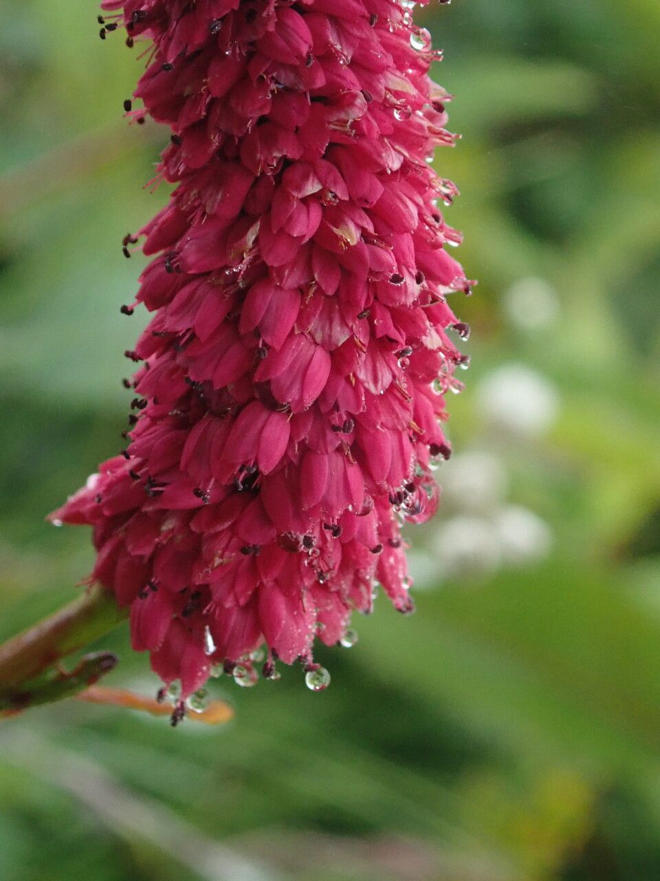 Bistorta milletii — search result for 'Bistorta'