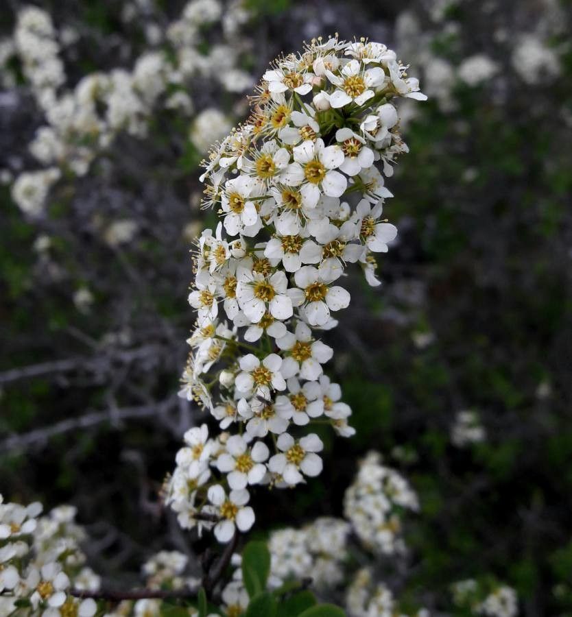 Spiraea hypericifolia flower