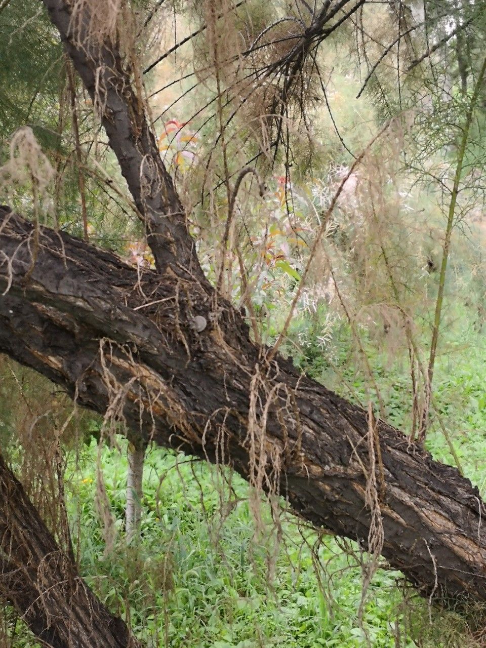 Tamarix chinensis bark