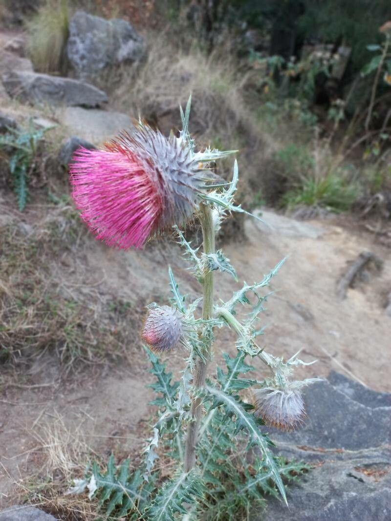 Carduus occidentalis leaf