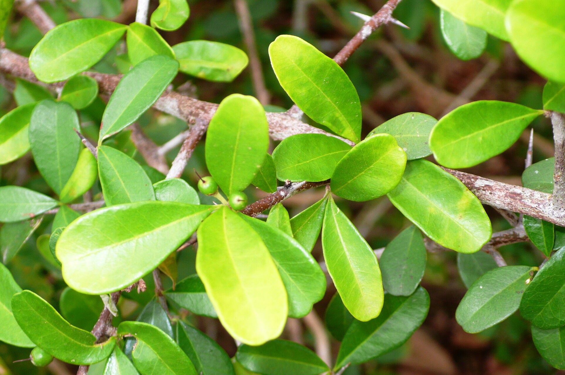 Sideroxylon obtusifolium — houseplant care guide