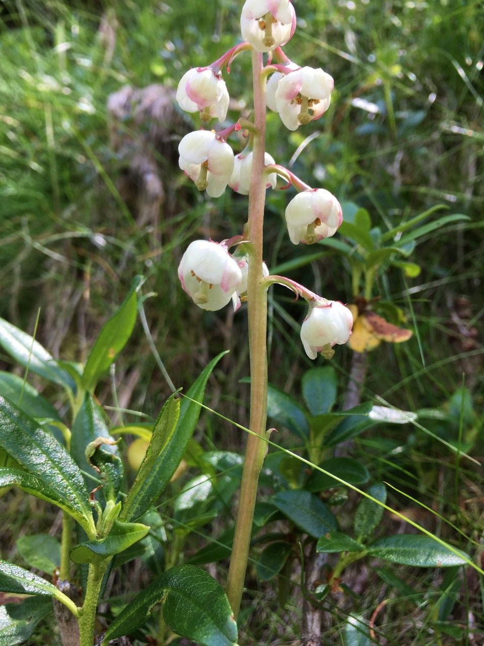 Pyrola media flower