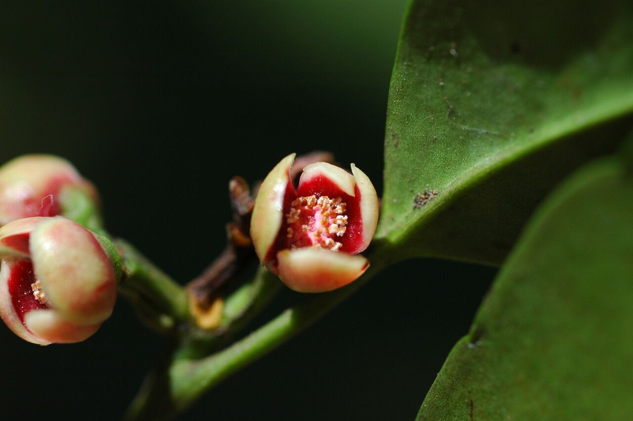 Garcinia pedicellata flower