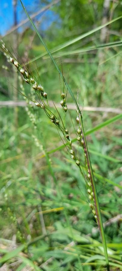 Piptochaetium stipoides fruit