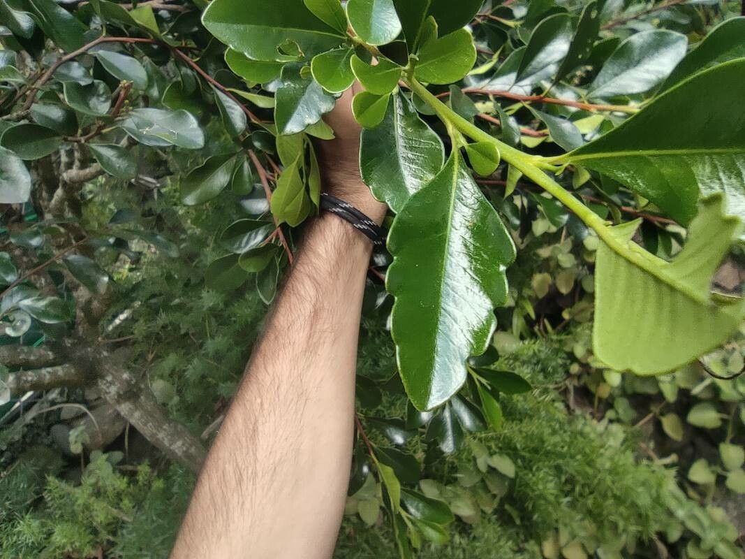 Turraea thouarsiana leaf