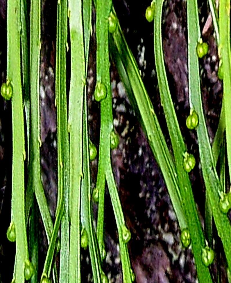 Psilotum complanatum — related species from the same genus
