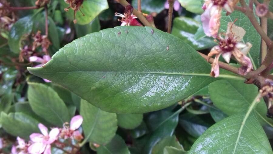 Rhodomyrtus tomentosa leaf