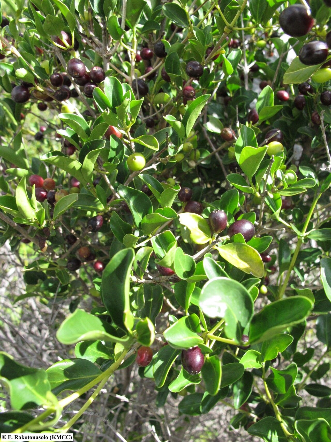 Coffea buxifolia — houseplant care guide