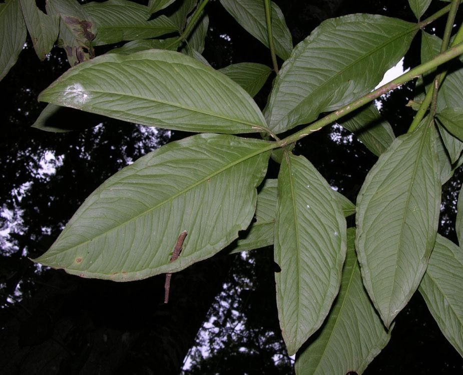 Syngonium triphyllum — houseplant care guide