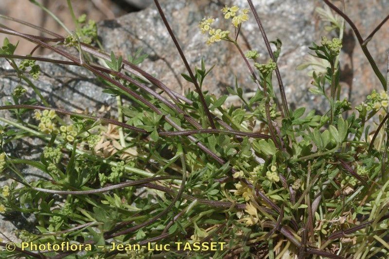 Pimpinella procumbens habit
