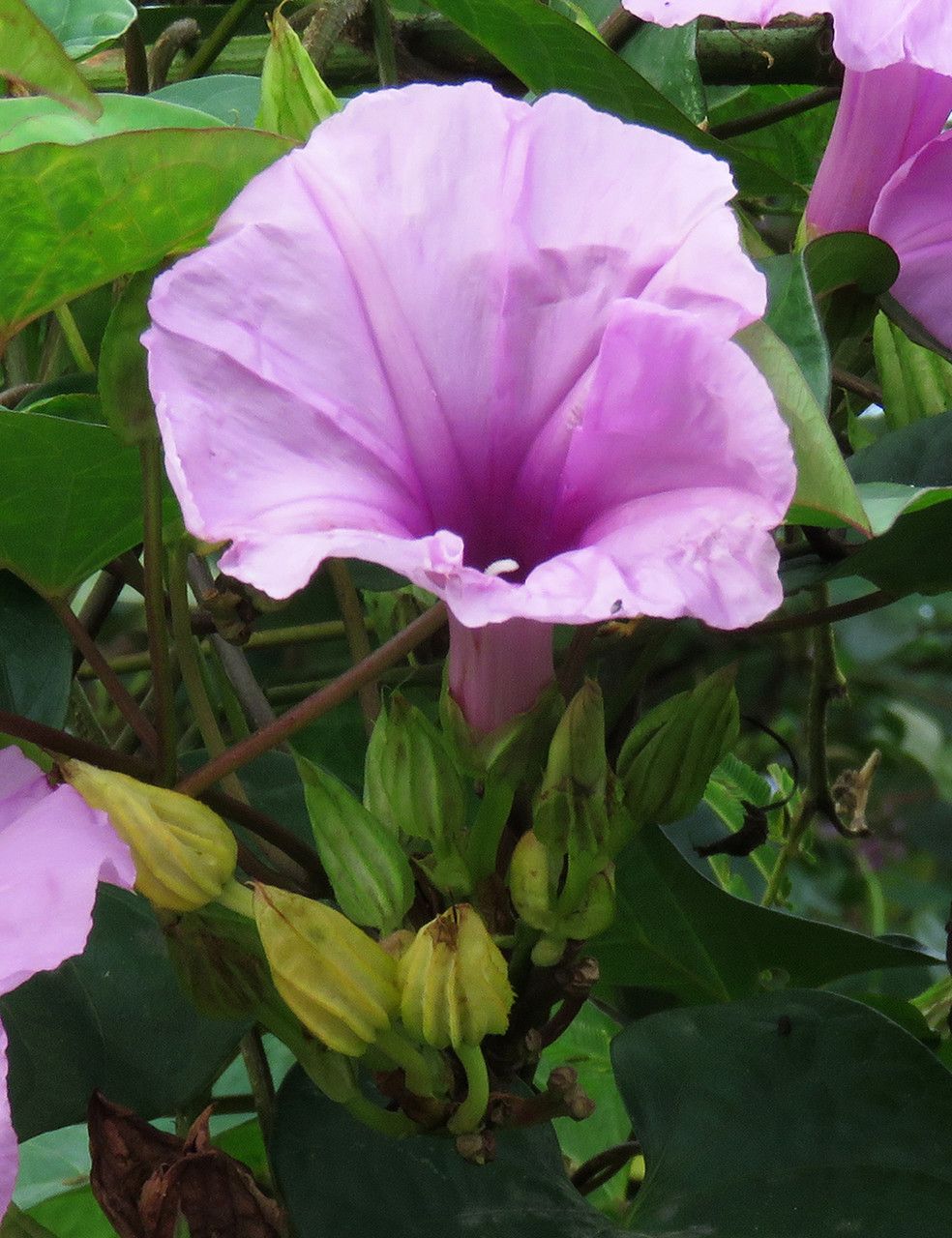 Ipomoea setifera flower