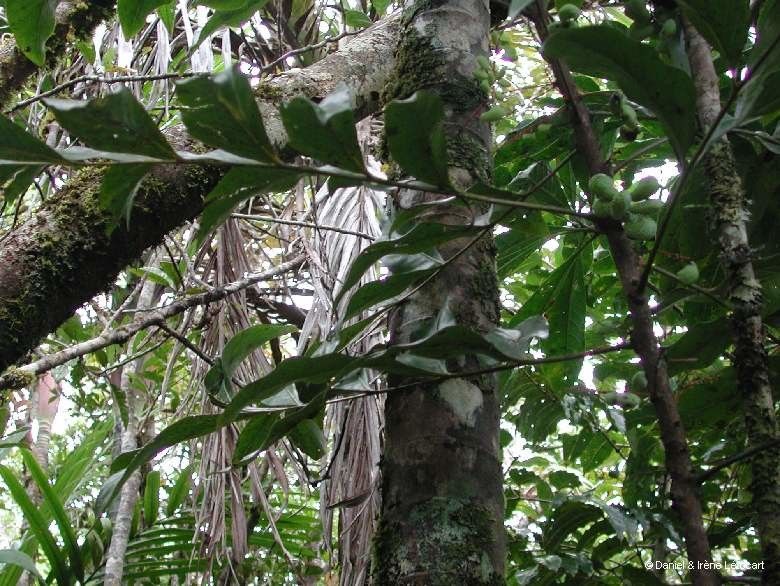 Beauprea asplenioides — related species from the same genus