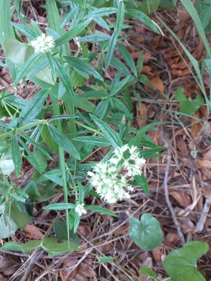 Spermacoce filituba flower