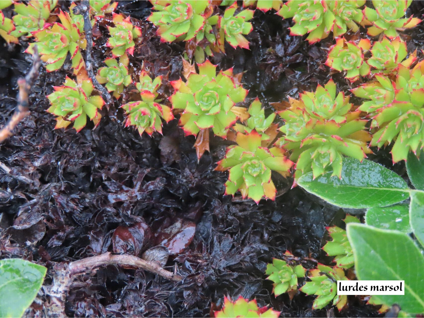 Saxifraga tricuspidata leaf