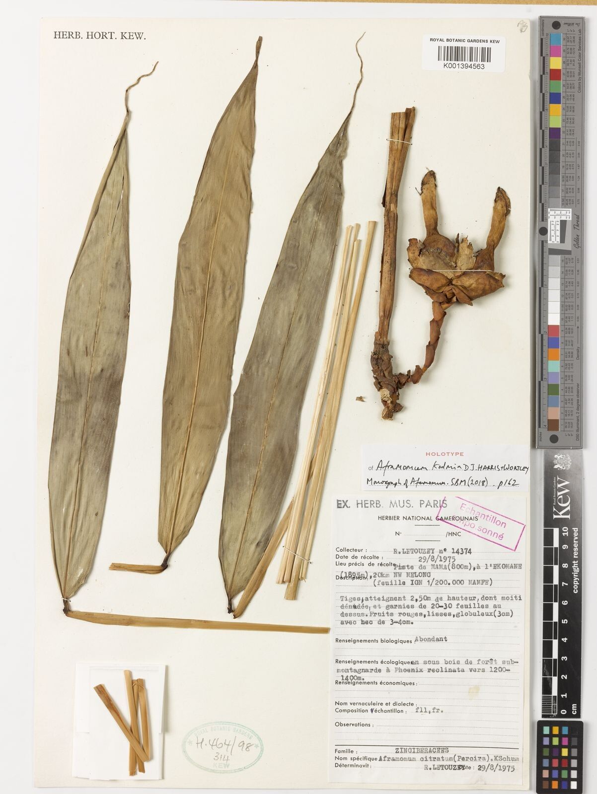 Aframomum kodmin — houseplant care guide