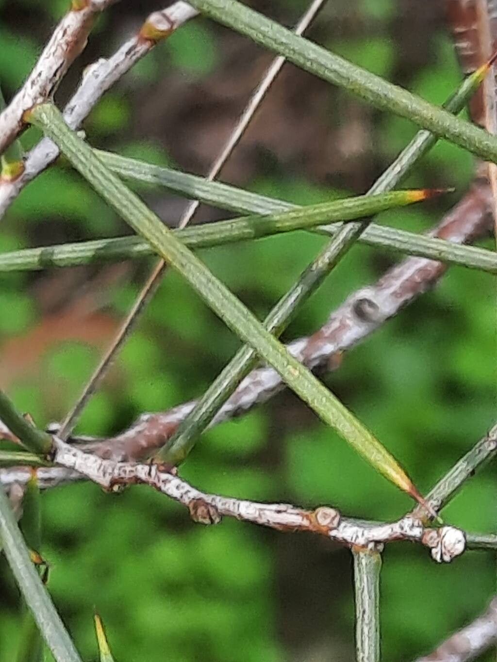 Acacia colletioides — houseplant care guide