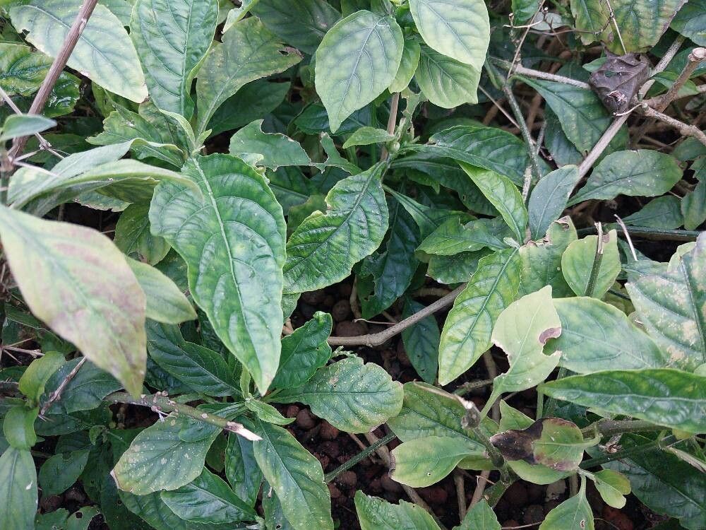 Ruellia blumei — search result for 'Ruellia'