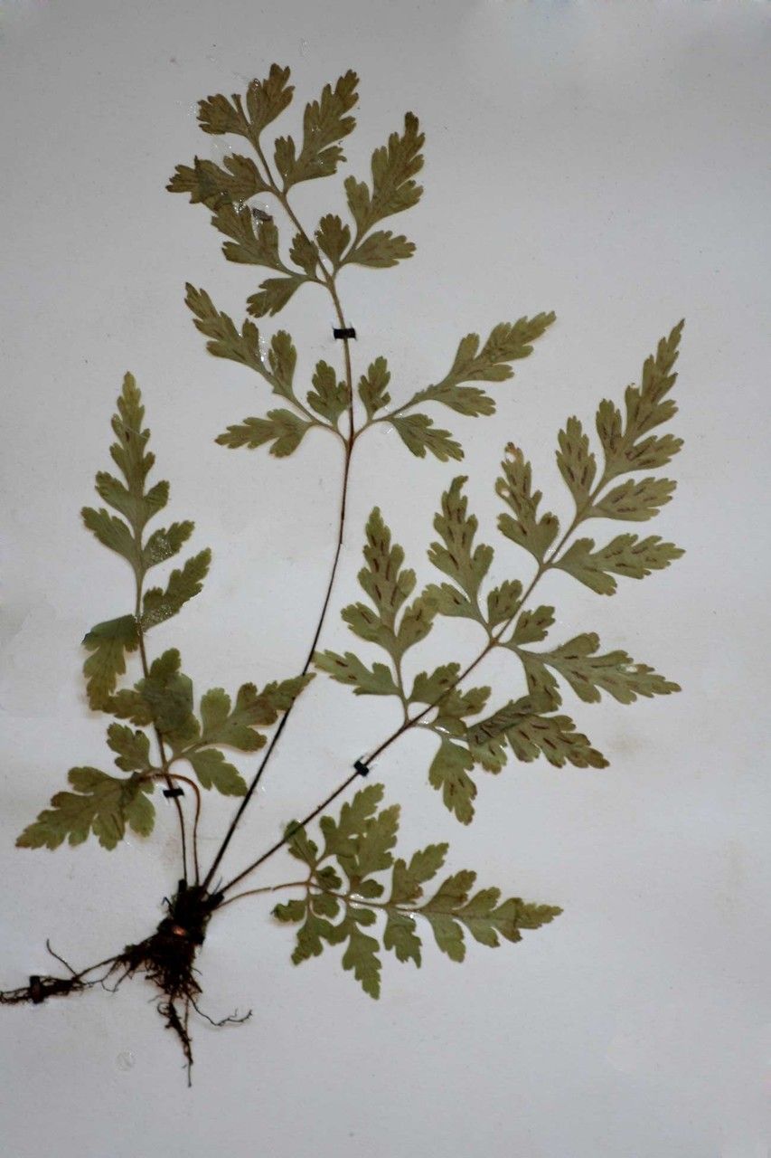 Asplenium pumilum other