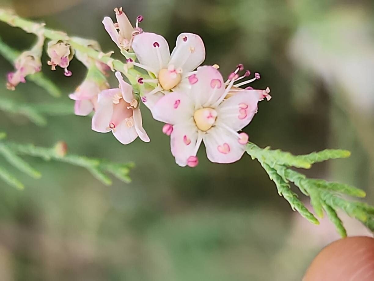 Tamarix passerinoides flower