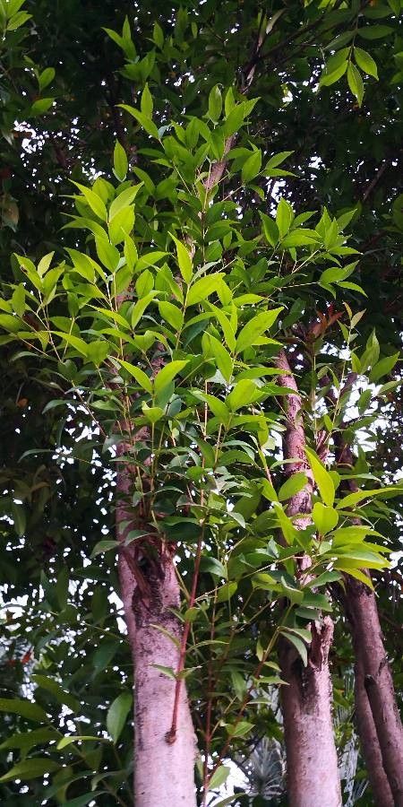 Syzygium rehderianum — houseplant care guide