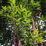 Syzygium rehderianum