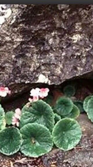 Begonia socotrana leaf