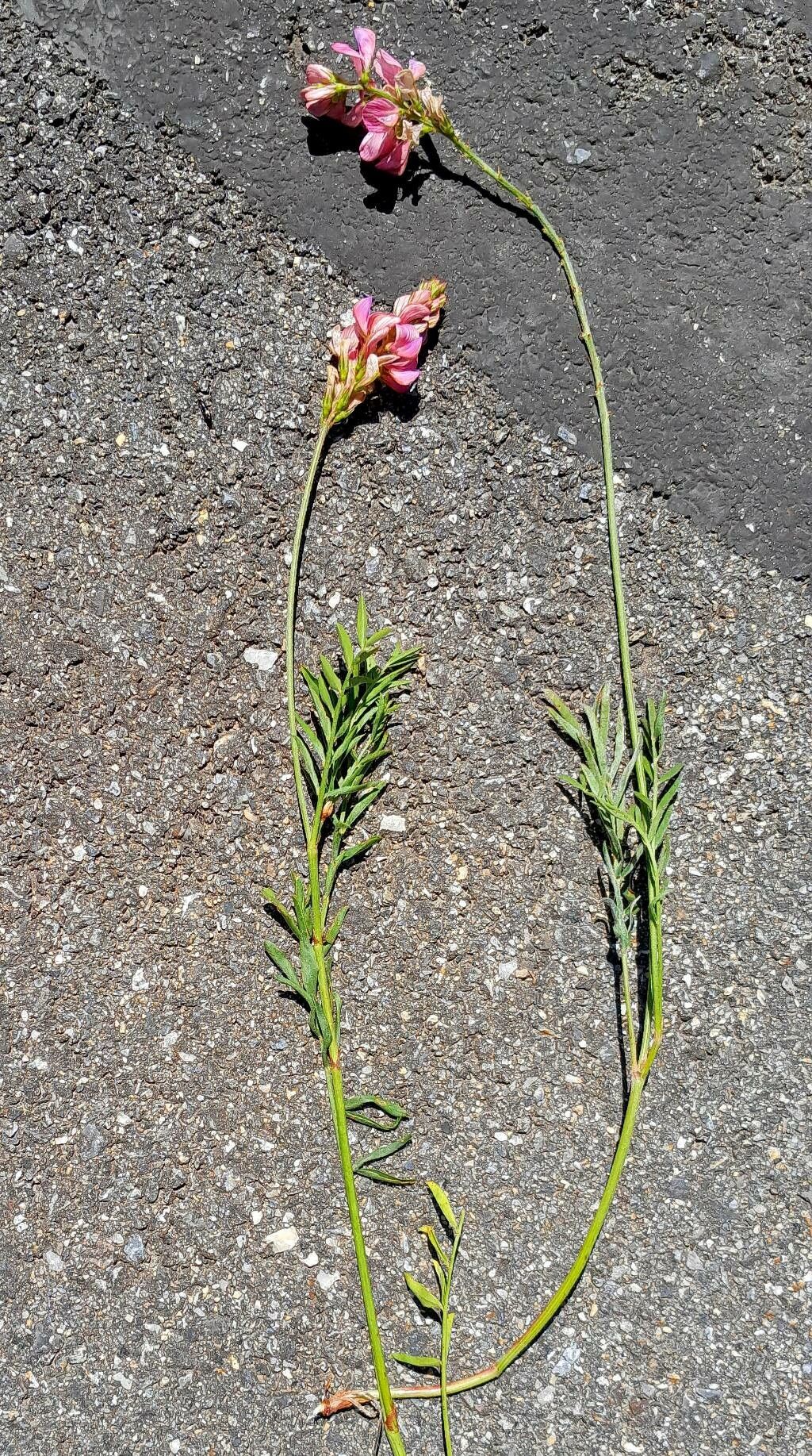 Onobrychis saxatilis flower