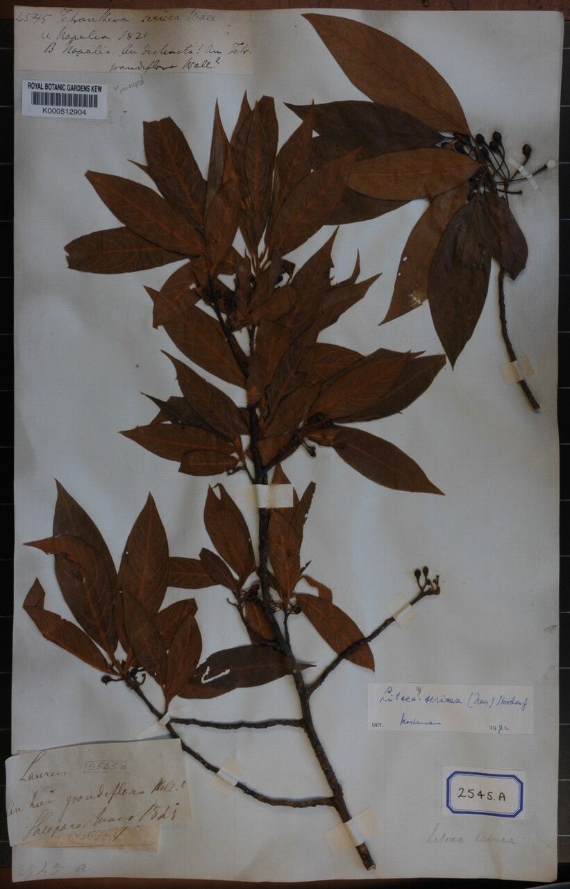 Litsea sericea other