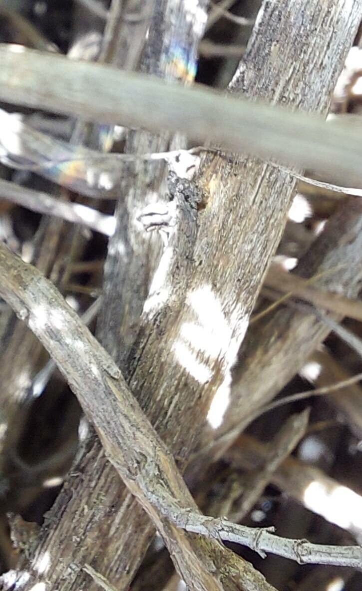 Thymus revolutus bark