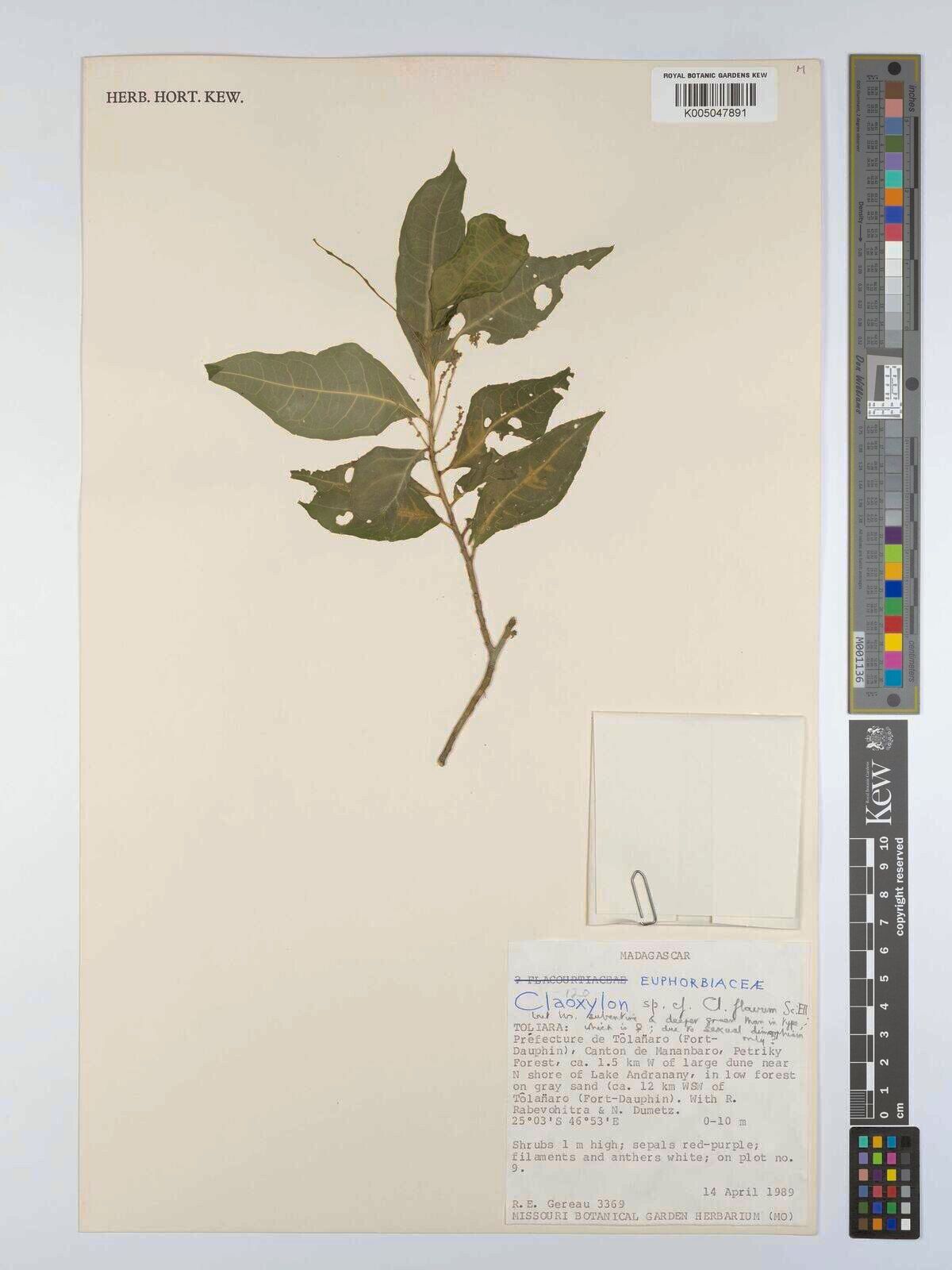 Claoxylon flavum — related species from the same genus