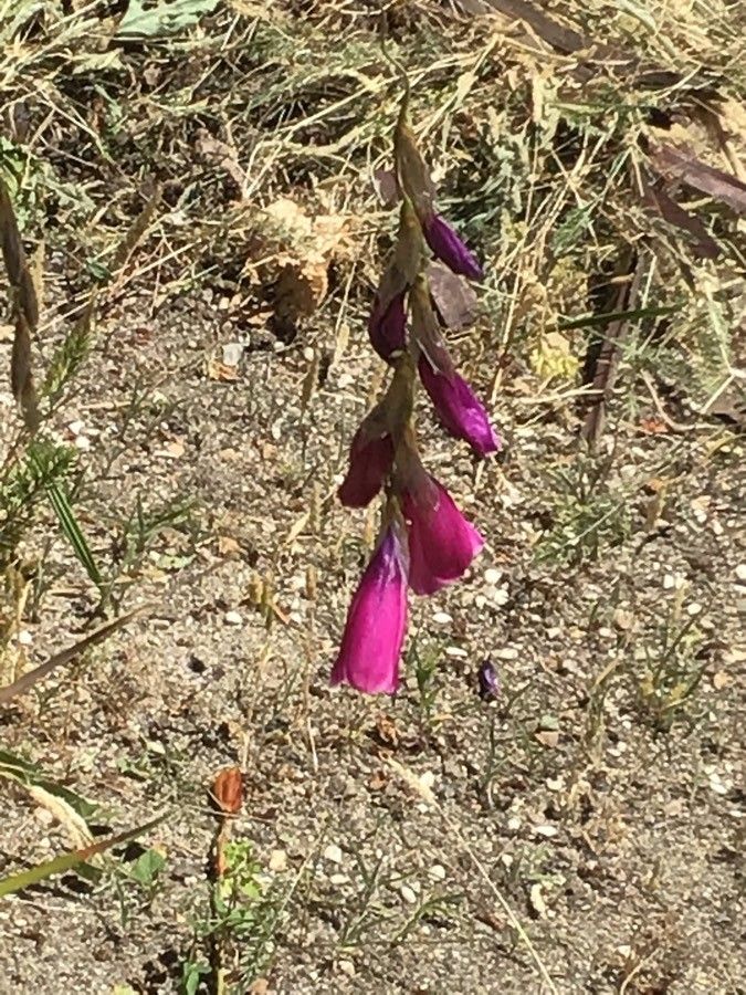 Dierama pulcherrimum flower