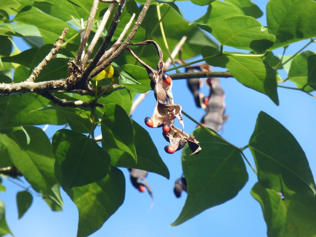 Erythrina amazonica fruit