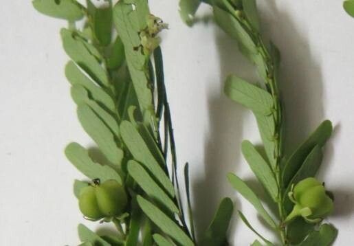 Phyllanthus lawii fruit