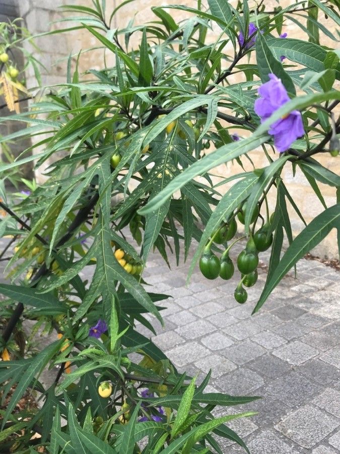 Solanum nudum fruit