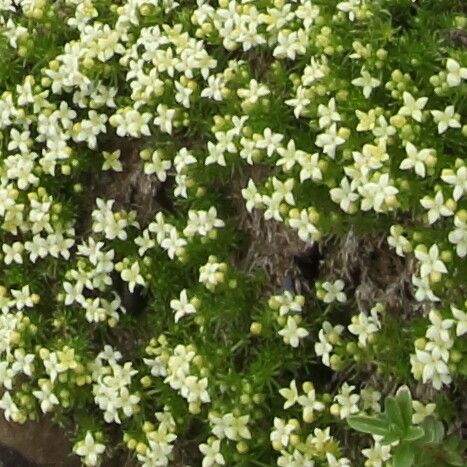 Galium pyrenaicum flower