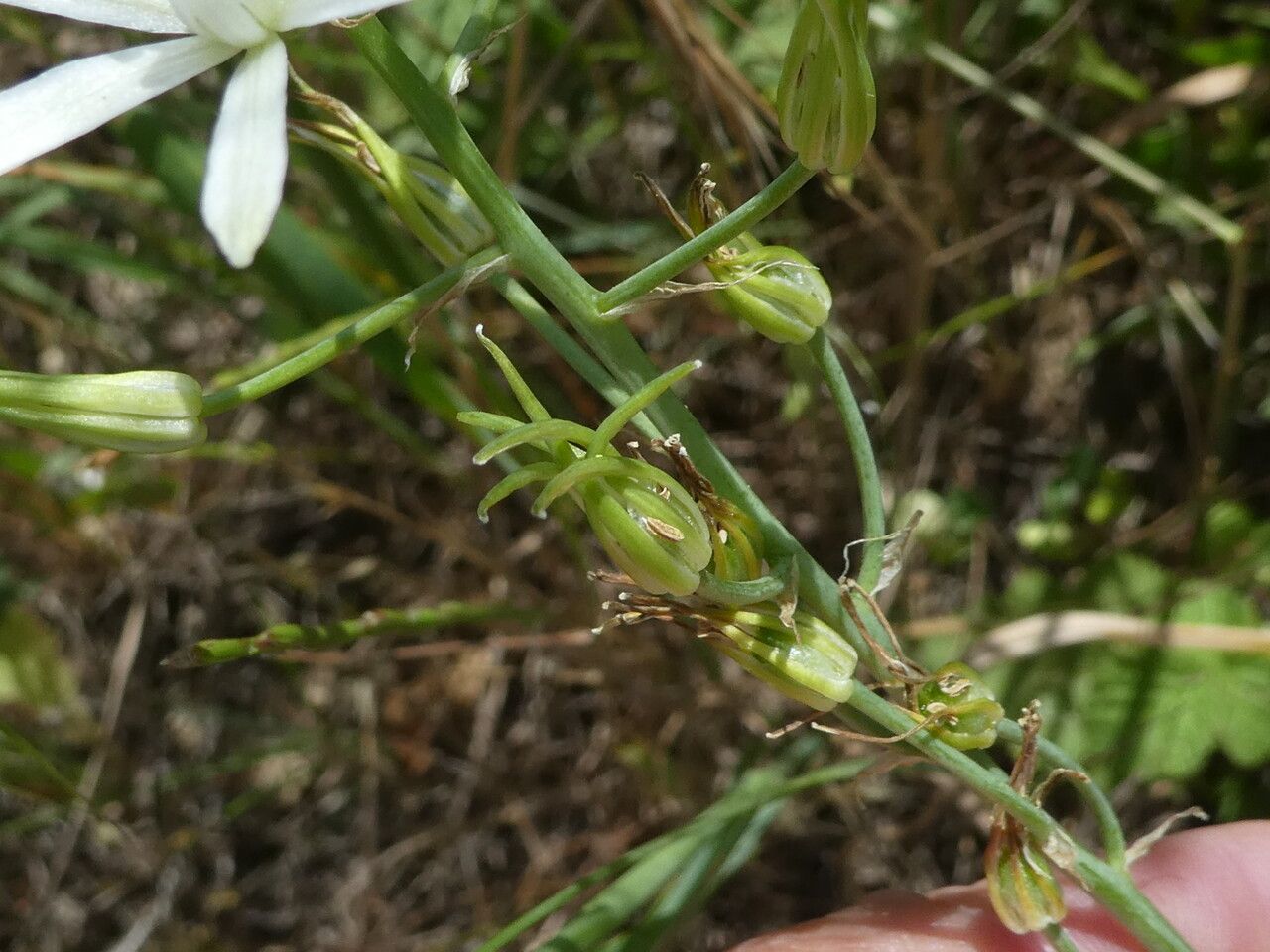 Ornithogalum narbonense fruit
