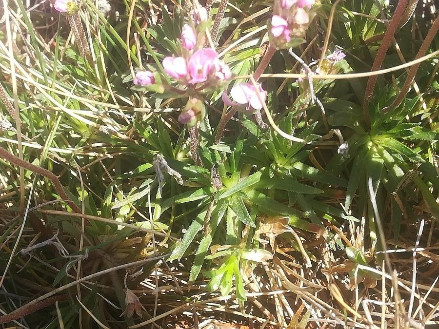 Androsace carnea leaf