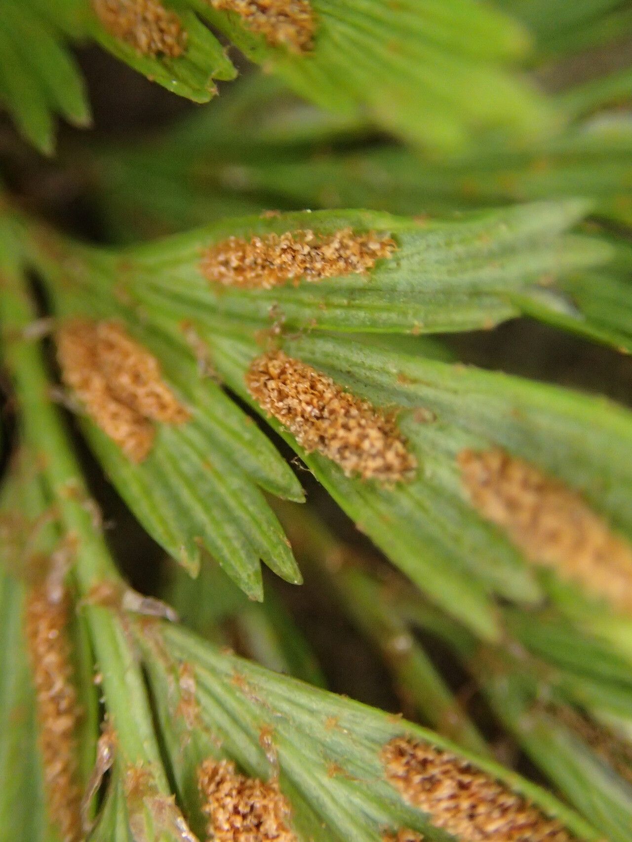 Asplenium uhligii leaf