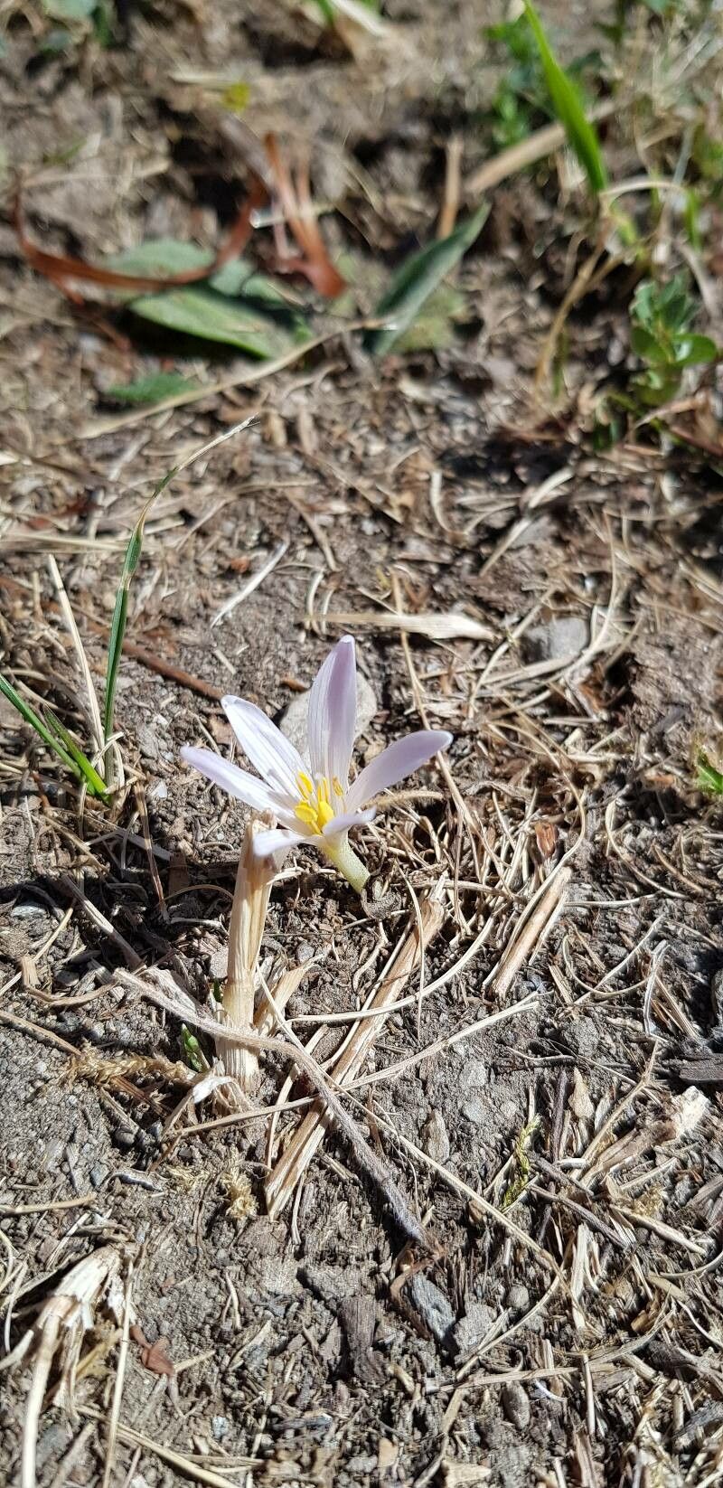 Colchicum alpinum habit