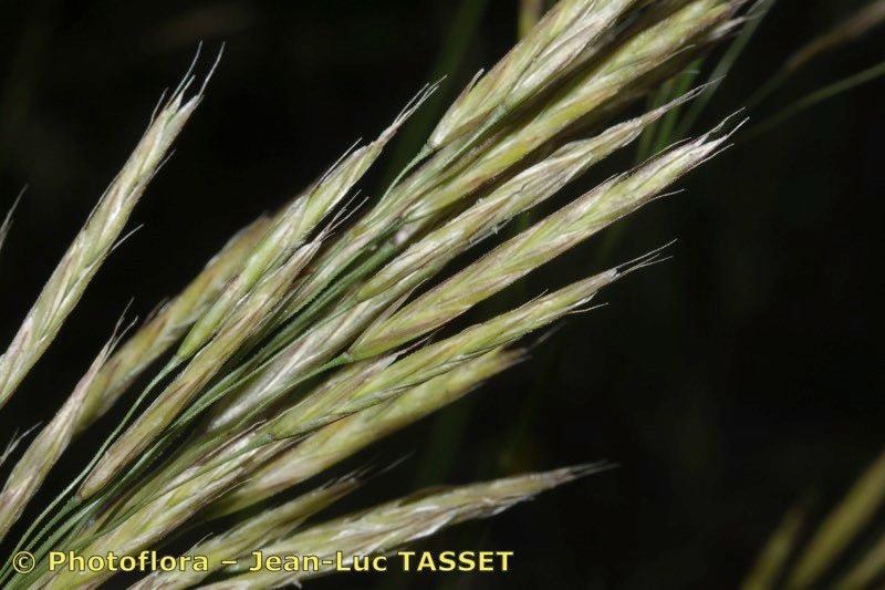 Bromopsis riparia flower