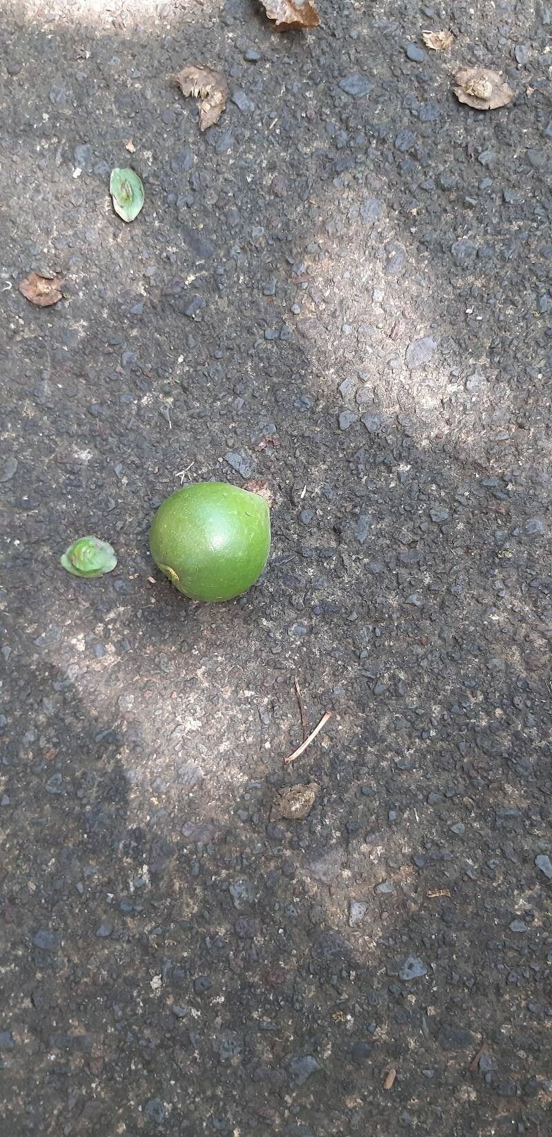 Pichonia balansana — related species from the same genus