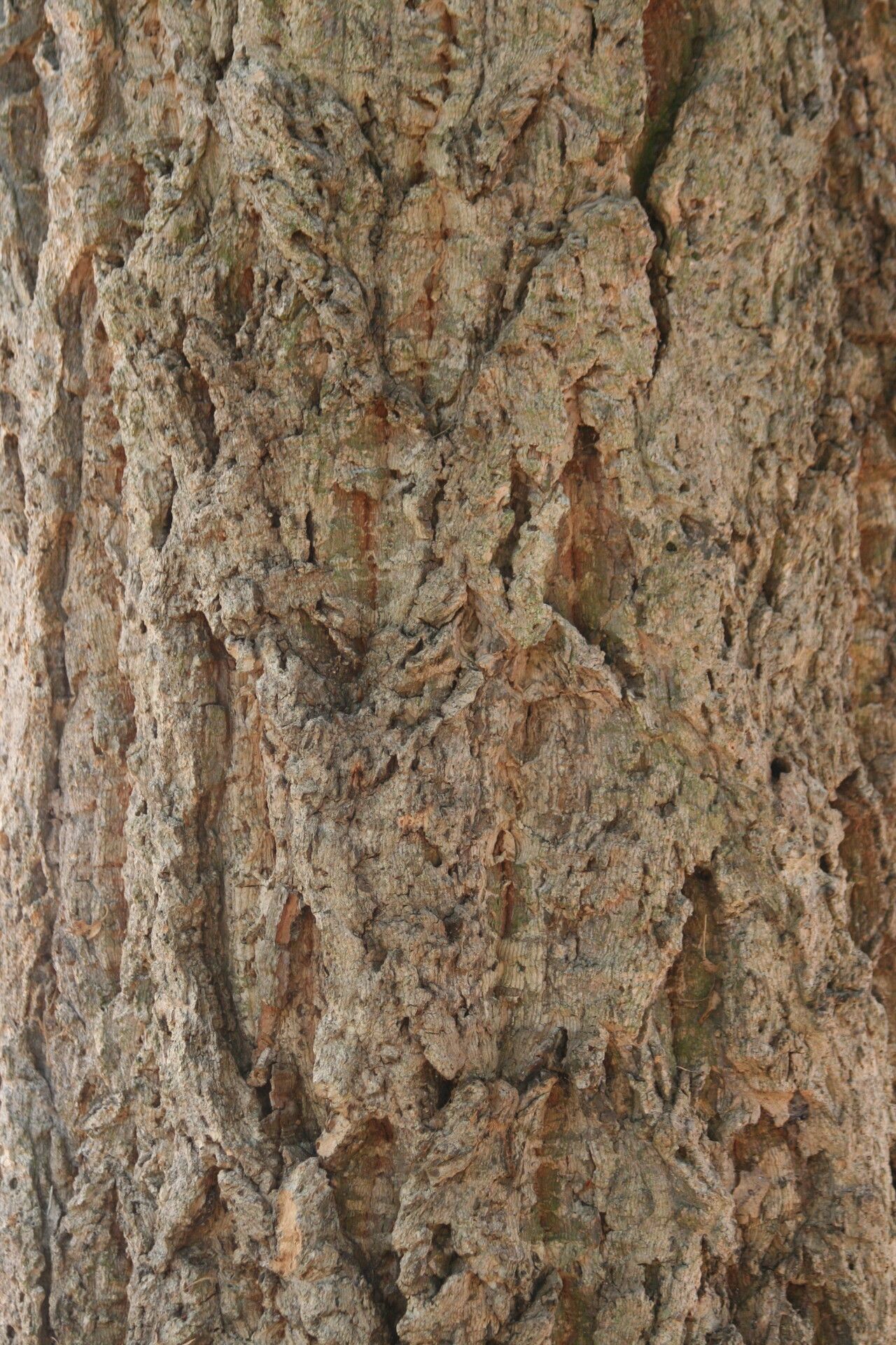 Quercus variabilis bark