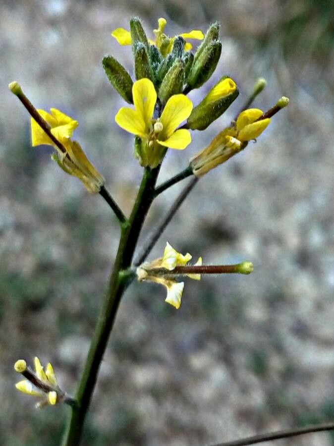 Sisymbrium orientale flower
